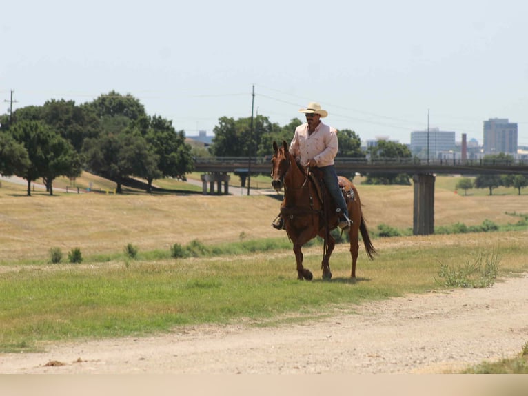 American Quarter Horse Wallach 17 Jahre 155 cm Dunkelfuchs in Stephenville TX
