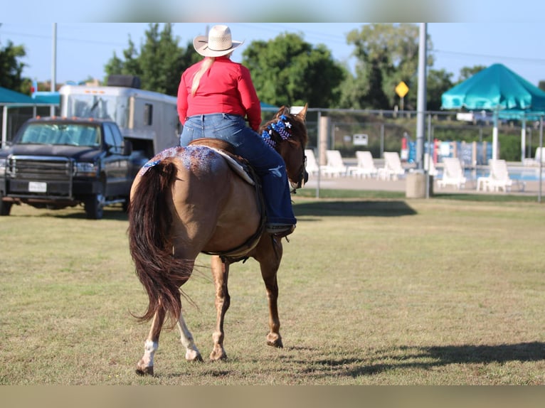 American Quarter Horse Wallach 17 Jahre 155 cm Falbe in Stephensville TX
