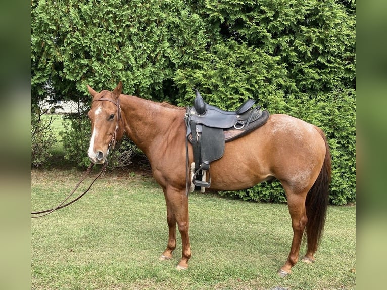 American Quarter Horse Wallach 17 Jahre 155 cm Roan-Red in Royersford