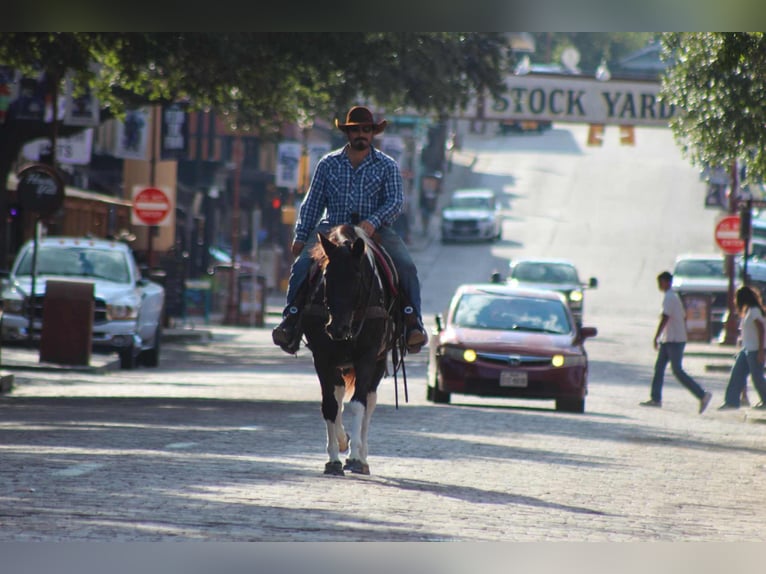 American Quarter Horse Wallach 17 Jahre 155 cm Tobiano-alle-Farben in Stephenville TX