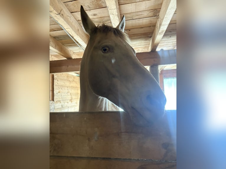 American Quarter Horse Wallach 17 Jahre 156 cm Falbe in Regau