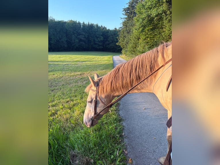 American Quarter Horse Wallach 17 Jahre 156 cm Falbe in Regau