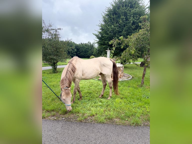 American Quarter Horse Wallach 17 Jahre 156 cm Falbe in Regau