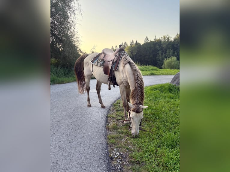 American Quarter Horse Wallach 17 Jahre 156 cm Falbe in Regau