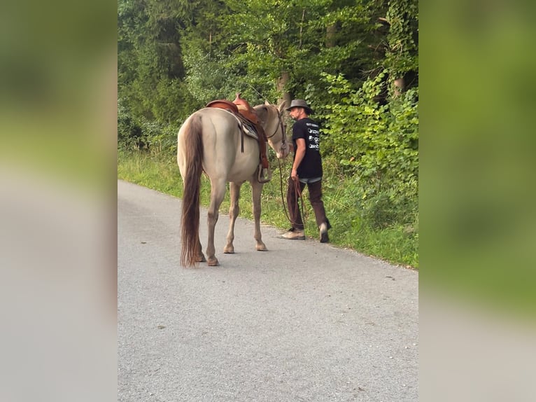 American Quarter Horse Wallach 17 Jahre 156 cm Falbe in Regau