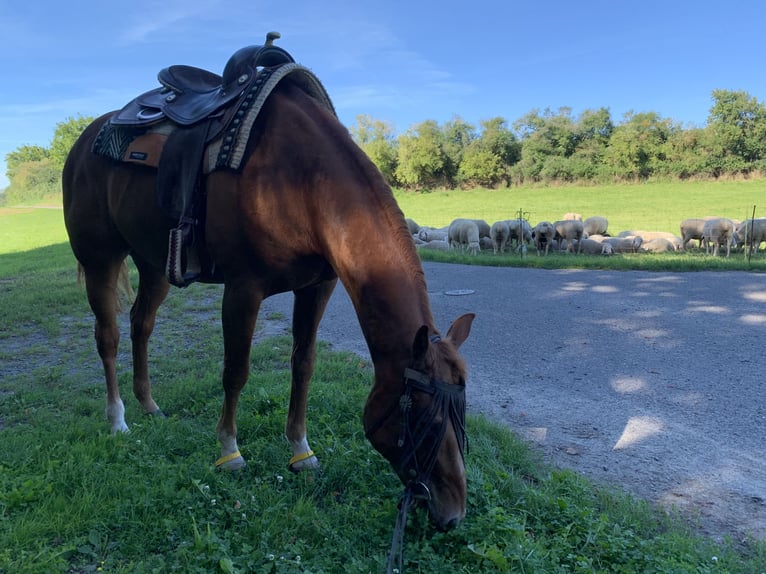 American Quarter Horse Wallach 17 Jahre 156 cm Fuchs in Karlsruhe