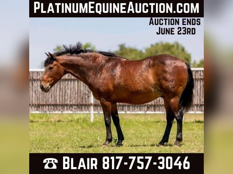 American Quarter Horse Wallach 17 Jahre 157 cm Rotbrauner in Weatherford TX