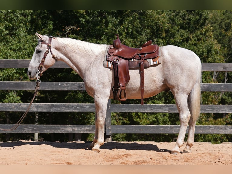 American Quarter Horse Wallach 17 Jahre 157 cm Schimmel in Clover