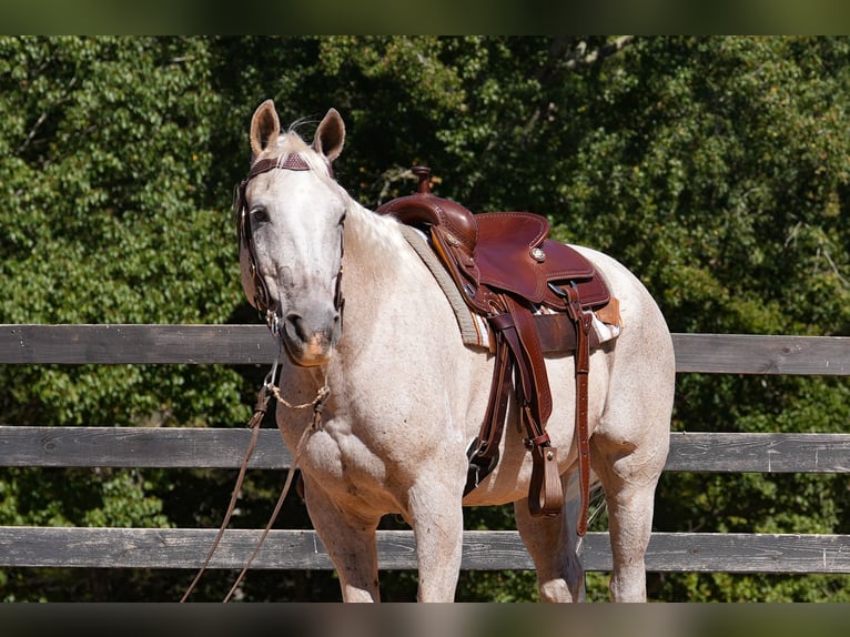 American Quarter Horse Wallach 17 Jahre 157 cm Schimmel in Clover