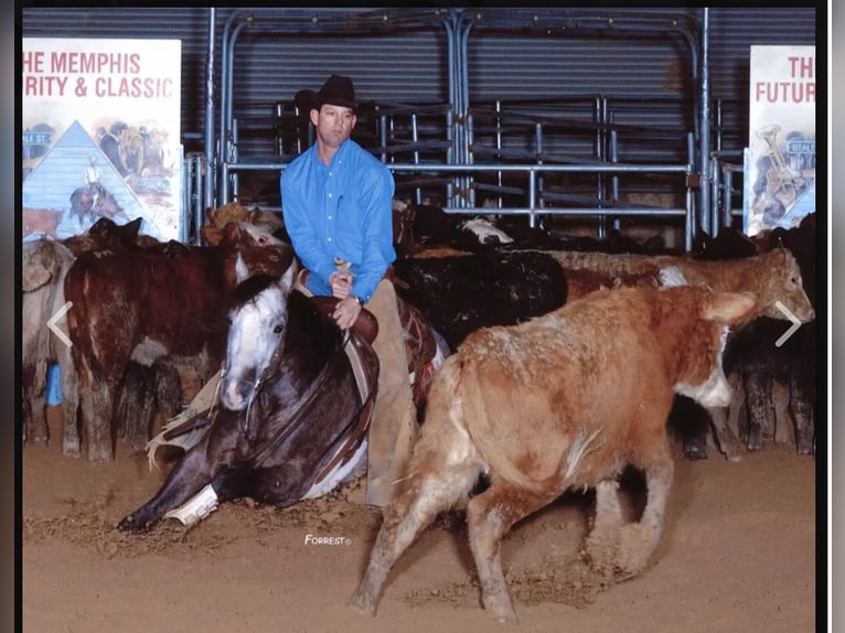 American Quarter Horse Wallach 17 Jahre 157 cm Schimmel in Clover