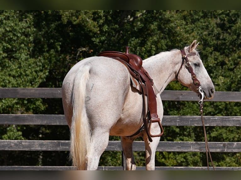 American Quarter Horse Wallach 17 Jahre 157 cm Schimmel in Clover