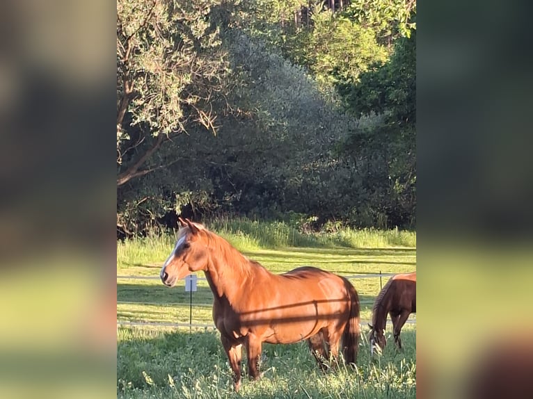 American Quarter Horse Wallach 17 Jahre 160 cm Fuchs in Winsen (Aller)