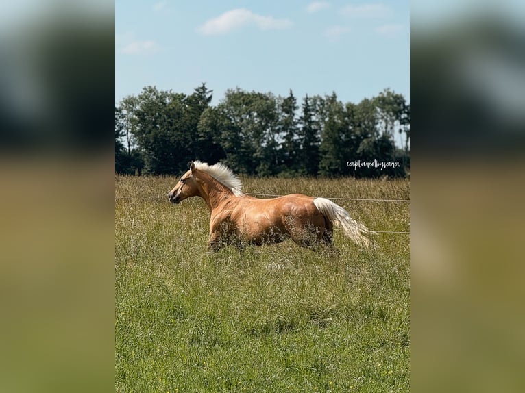 American Quarter Horse Wallach 17 Jahre 160 cm Palomino in Traunreut