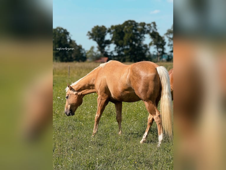 American Quarter Horse Wallach 17 Jahre 160 cm Palomino in Traunreut