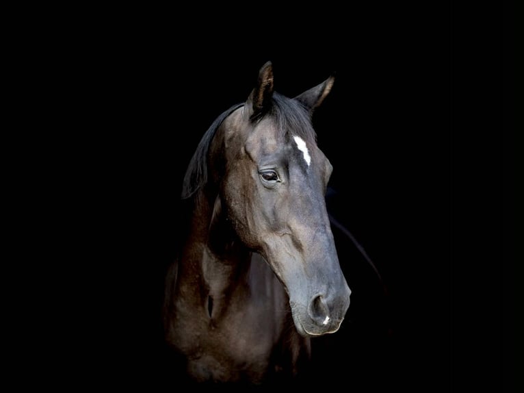 American Quarter Horse Wallach 17 Jahre 160 cm Rappe in Weatherford TX