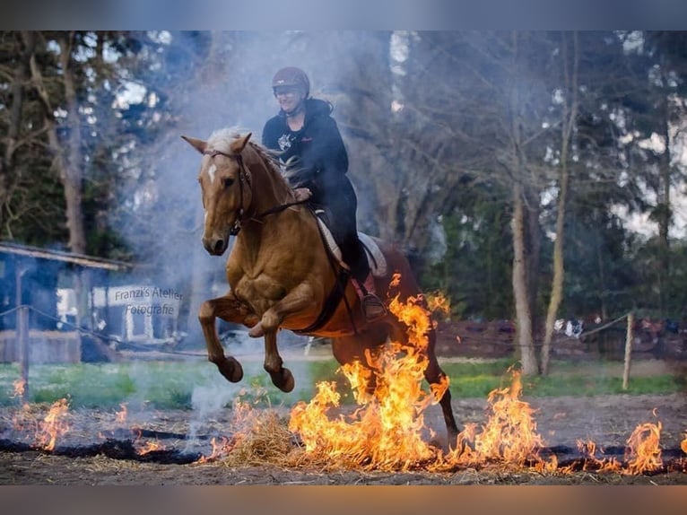 American Quarter Horse Mix Wallach 17 Jahre 162 cm Palomino in Bochum
