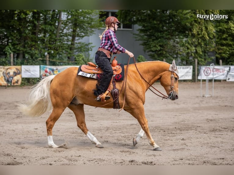 American Quarter Horse Mix Wallach 17 Jahre 162 cm Palomino in Bochum
