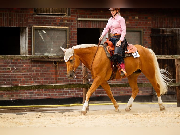 American Quarter Horse Mix Wallach 17 Jahre 162 cm Palomino in Bochum