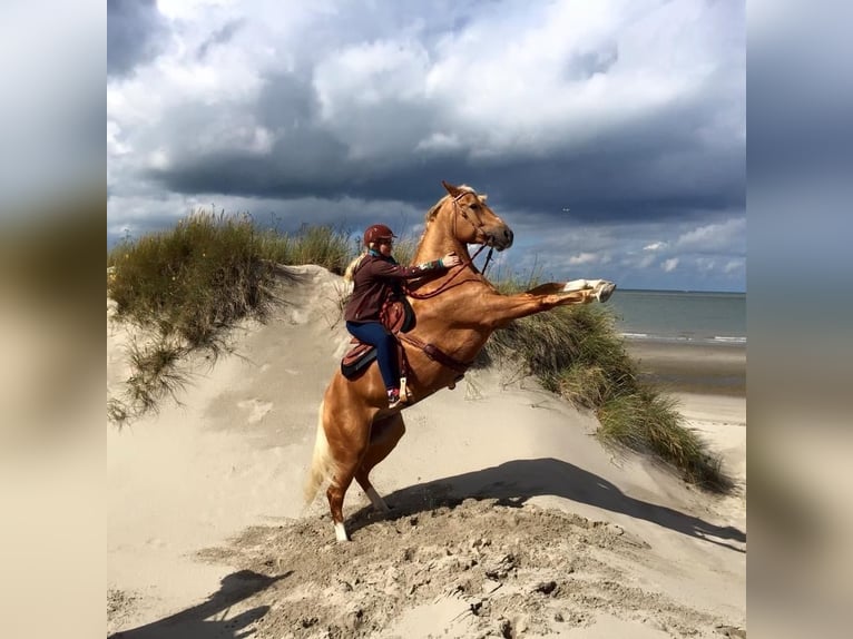 American Quarter Horse Mix Wallach 17 Jahre 162 cm Palomino in Bochum