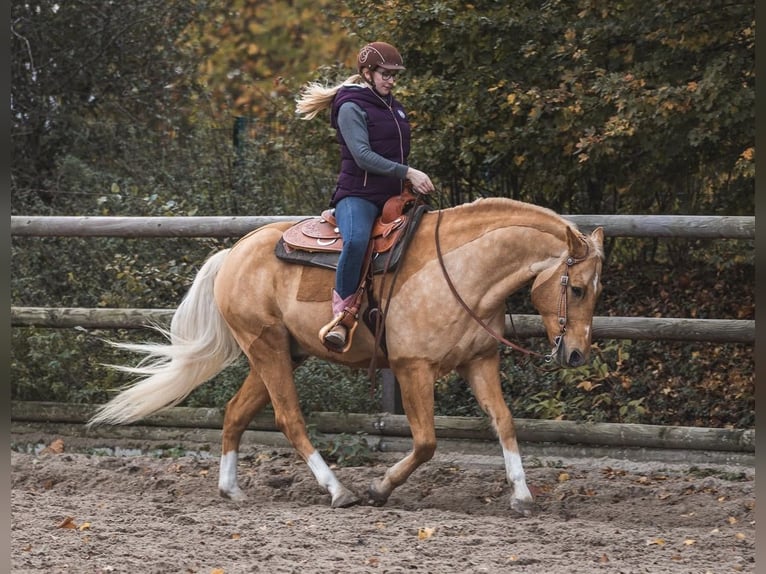 American Quarter Horse Mix Wallach 17 Jahre 162 cm Palomino in Bochum