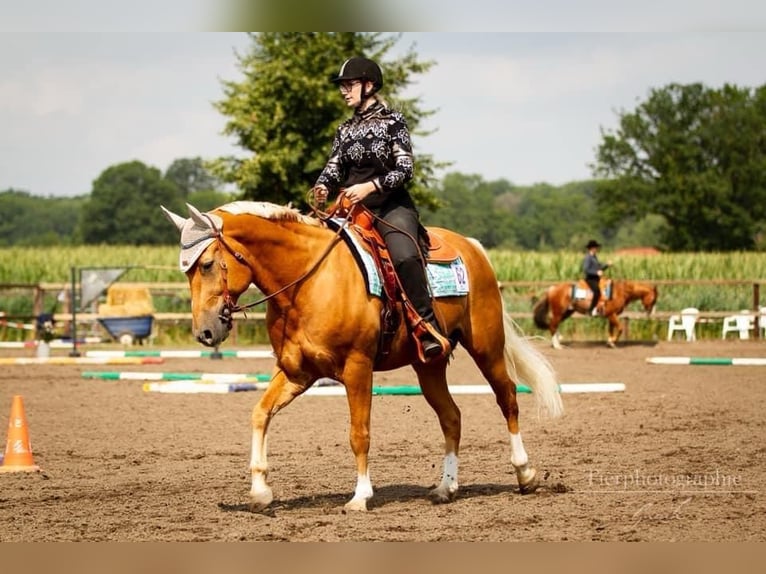 American Quarter Horse Mix Wallach 17 Jahre 162 cm Palomino in Bochum