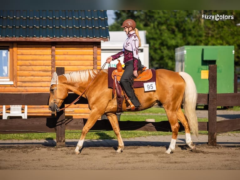 American Quarter Horse Mix Wallach 17 Jahre 162 cm Palomino in Bochum