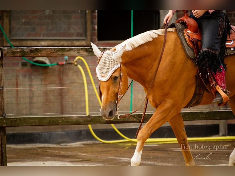 American Quarter Horse Mix Wallach 17 Jahre 162 cm Palomino in Bochum