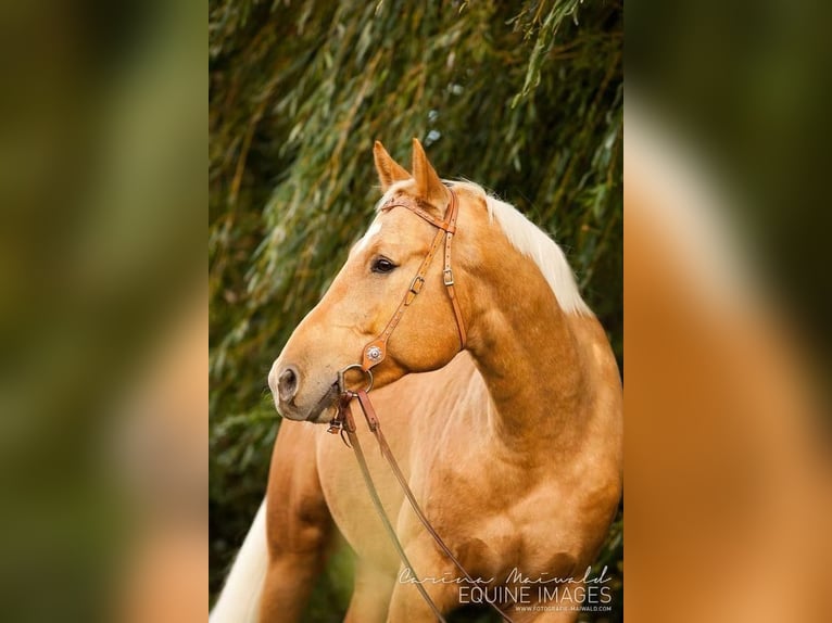 American Quarter Horse Mix Wallach 17 Jahre 162 cm Palomino in Bochum
