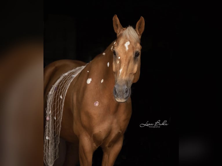 American Quarter Horse Mix Wallach 17 Jahre 162 cm Palomino in Bochum