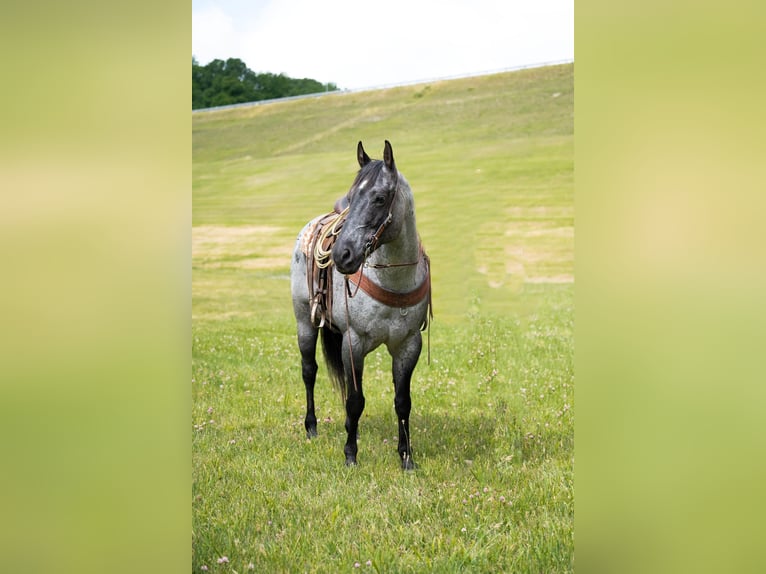 American Quarter Horse Wallach 17 Jahre 163 cm Roan-Blue in Middletown OH