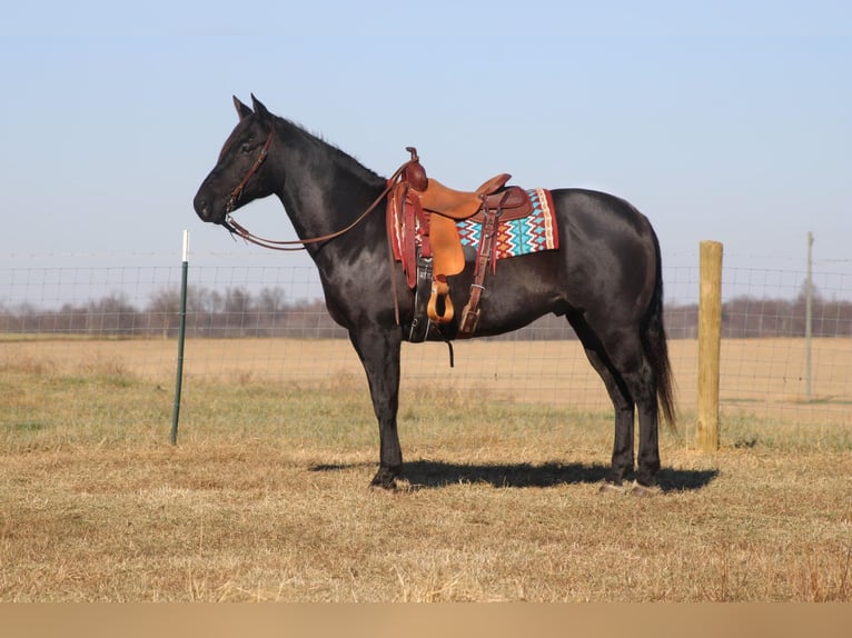 American Quarter Horse Wallach 17 Jahre 163 cm Roan-Blue in sANORA ky