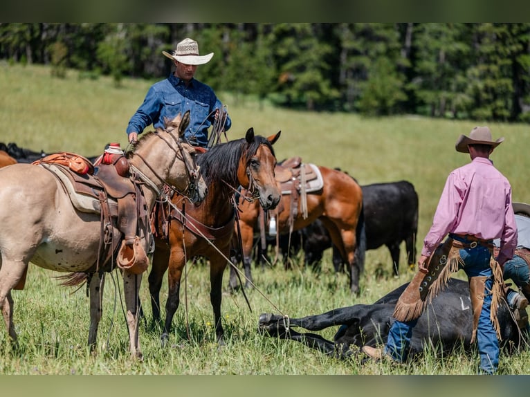 American Quarter Horse Wallach 17 Jahre 163 cm Rotbrauner in Statesville