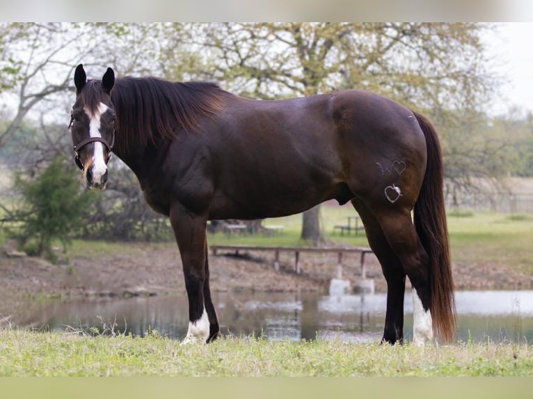 American Quarter Horse Wallach 17 Jahre 165 cm Rotbrauner in Weatherford, TX
