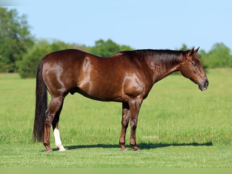 American Quarter Horse Wallach 17 Jahre Dunkelfuchs in Buffalo