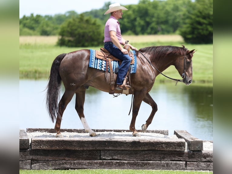 American Quarter Horse Wallach 17 Jahre Dunkelfuchs in Buffalo