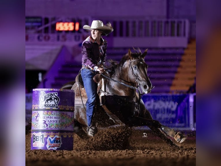 American Quarter Horse Wallach 17 Jahre Dunkelfuchs in Buffalo