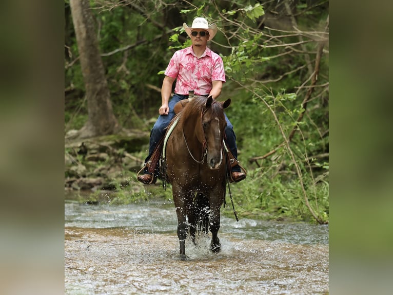 American Quarter Horse Wallach 17 Jahre Dunkelfuchs in Buffalo