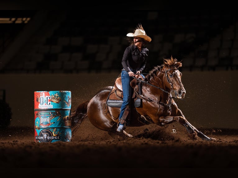 American Quarter Horse Wallach 17 Jahre Dunkelfuchs in Buffalo