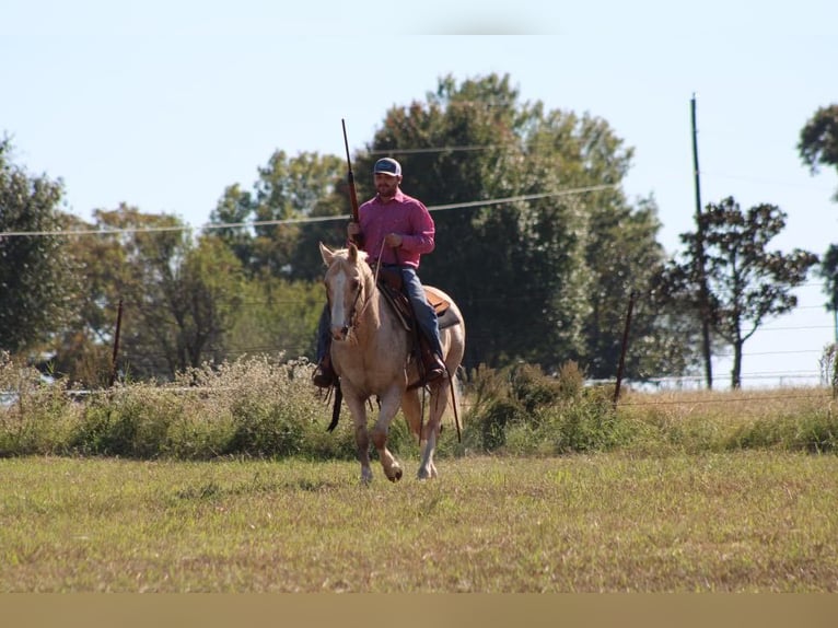 American Quarter Horse Wallach 17 Jahre Palomino in Canton TX