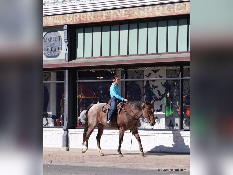American Quarter Horse Wallach 17 Jahre Roan-Bay in Weatherford TX