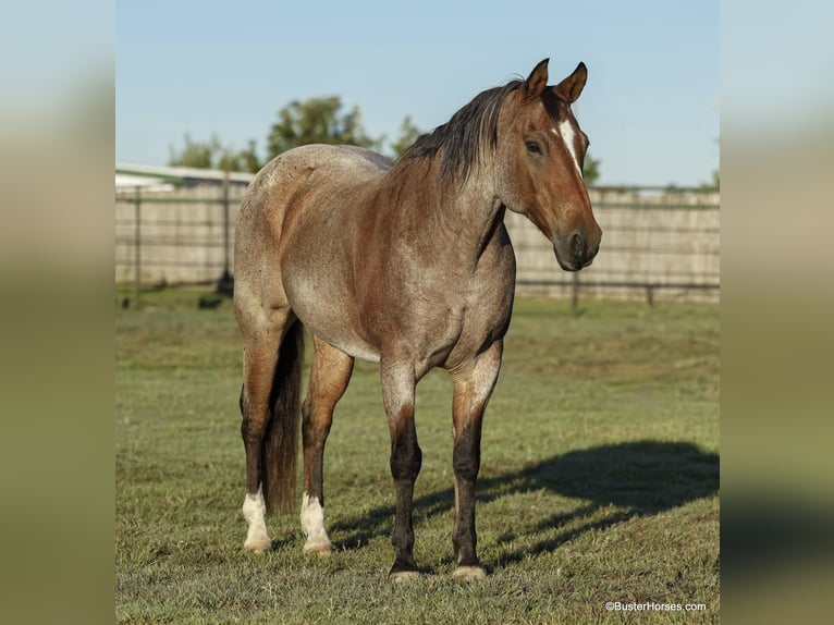 American Quarter Horse Wallach 17 Jahre Roan-Bay in Weatherford TX