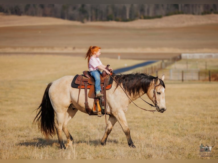 American Quarter Horse Wallach 18 Jahre 150 cm Buckskin in Auburn