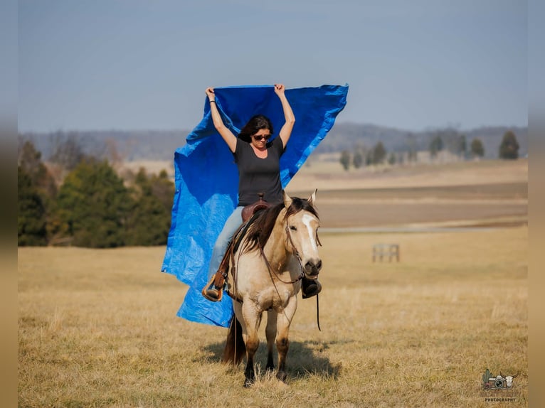 American Quarter Horse Wallach 18 Jahre 150 cm Buckskin in Auburn