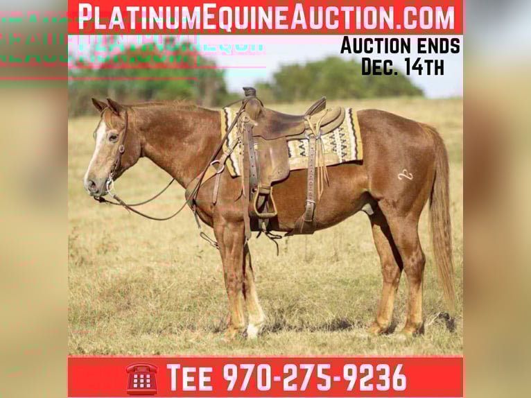 American Quarter Horse Wallach 18 Jahre 150 cm Rotfuchs in Ore City TX