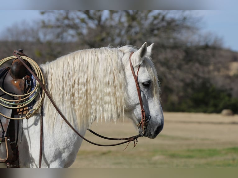 American Quarter Horse Wallach 18 Jahre 150 cm Schimmel in Stephenville TX