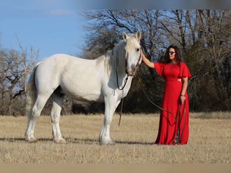 American Quarter Horse Wallach 18 Jahre 150 cm Schimmel in Stephenville TX