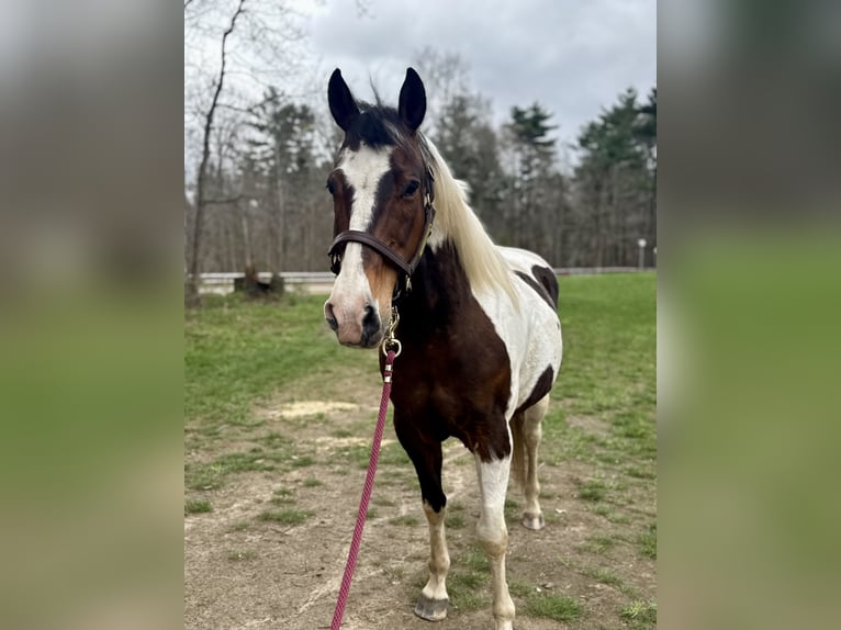 American Quarter Horse Wallach 18 Jahre 150 cm Tobiano-alle-Farben in Middleboro