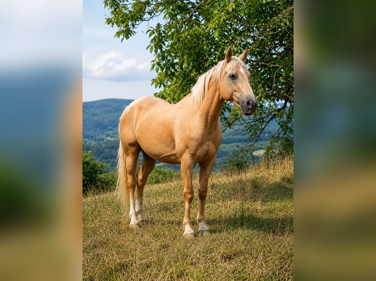 American Quarter Horse Mix Wallach 18 Jahre 151 cm Palomino in Asturias