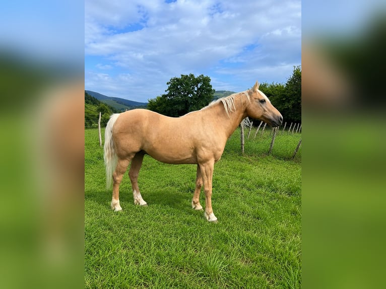 American Quarter Horse Mix Wallach 18 Jahre 151 cm Palomino in Asturias