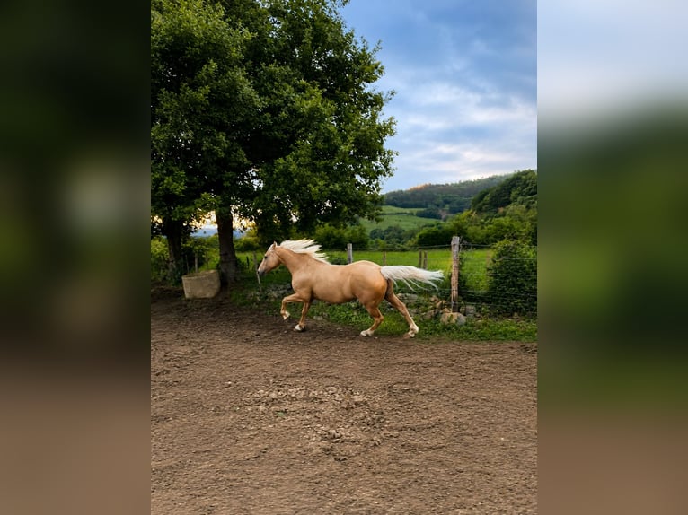 American Quarter Horse Mix Wallach 18 Jahre 151 cm Palomino in Asturias